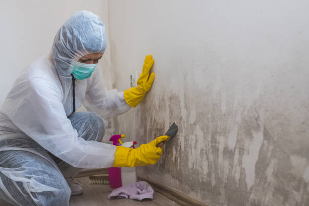 Best Basement Mold Remediation in Columbia, IL