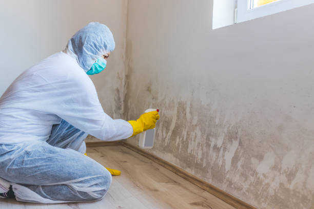 Best Post-Flood Mold Remediation in Columbia, IL