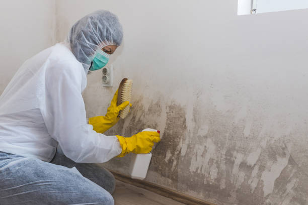 Best Emergency Mold Remediation in Columbia, IL