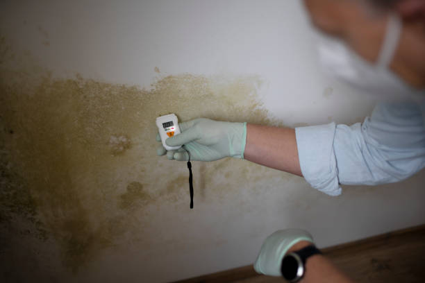 Best Preventive Mold Services in Columbia, IL