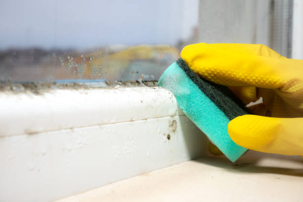 Best Kitchen Mold Remediation in Columbia, IL