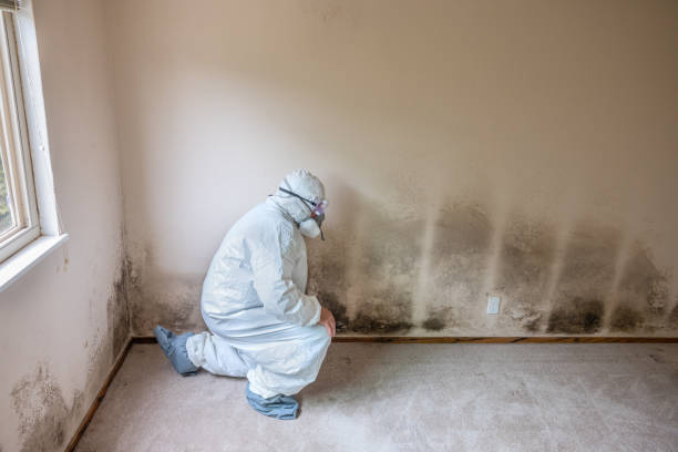 Best HVAC Mold Remediation in Columbia, IL