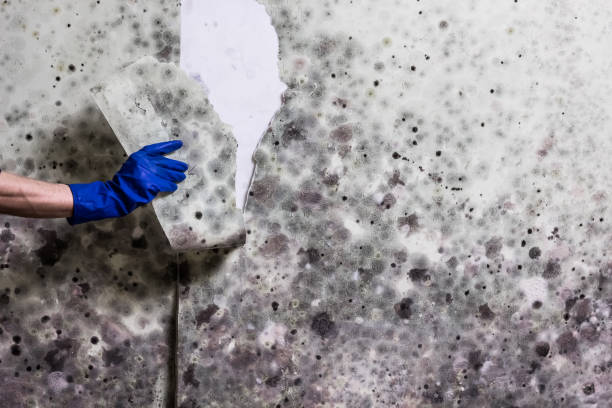 Best Emergency Mold Remediation in Columbia, IL