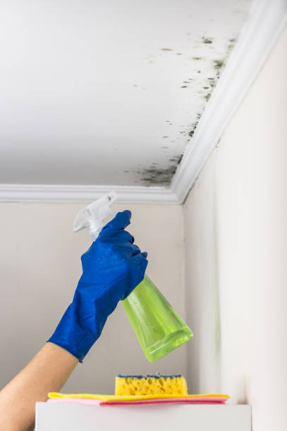 Best Residential Mold Remediation in Columbia, IL
