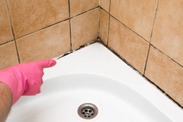Best Commercial Mold Remediation in Columbia, IL